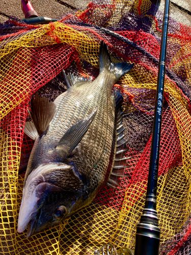 チヌの釣果