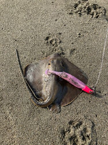 アカエイの釣果