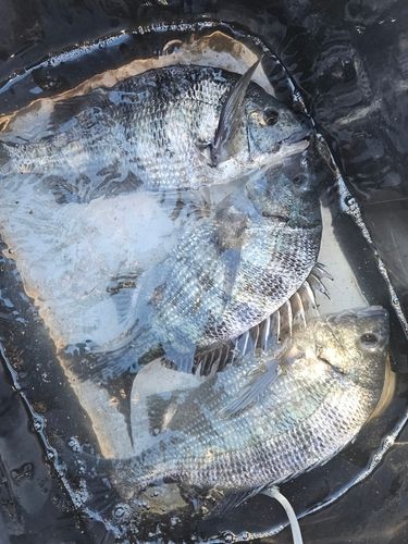 クロダイの釣果