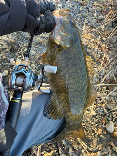 スモールマウスバスの釣果