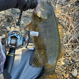 スモールマウスバス