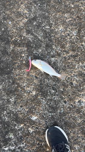 イシモチの釣果