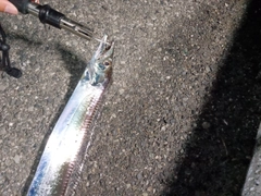 タチウオの釣果