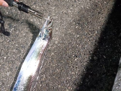 タチウオの釣果