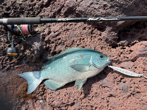 クロメジナの釣果