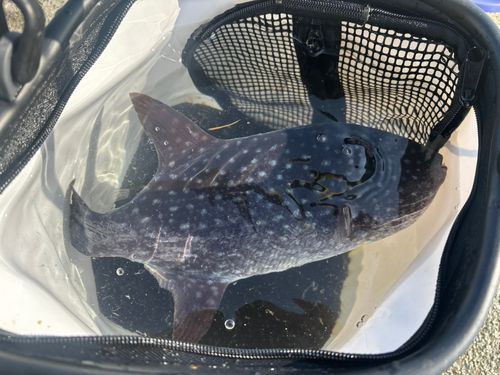 モンガラカワハギの釣果