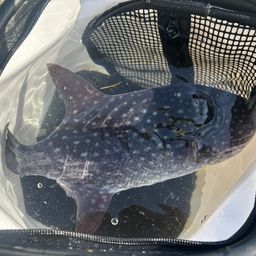 モンガラカワハギ