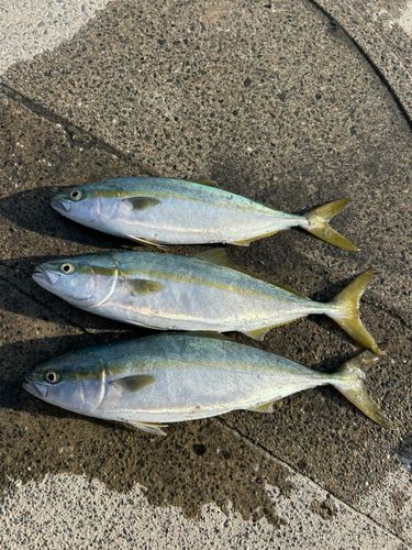 ワカシの釣果