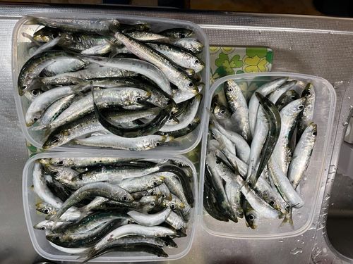 マイワシの釣果