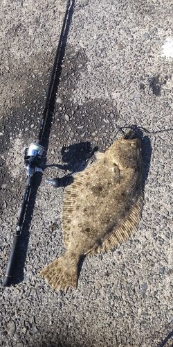 ヒラメの釣果