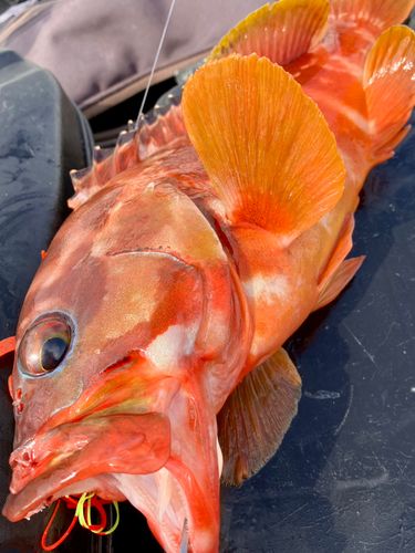 アカハタの釣果