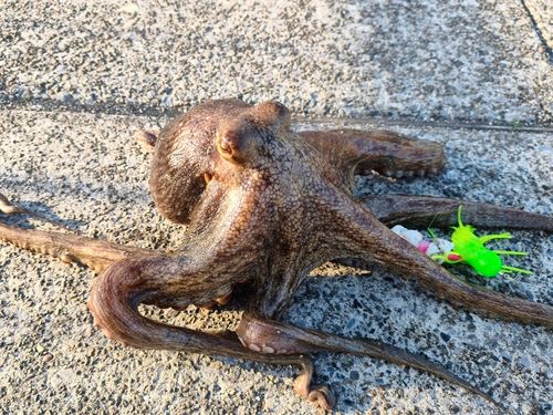タコの釣果