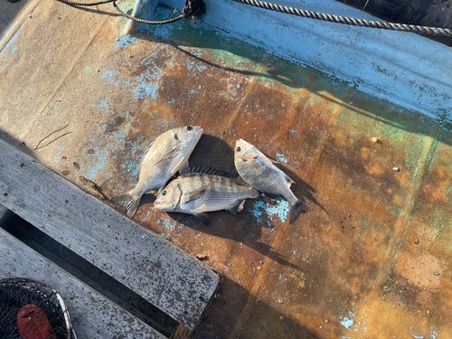 クロダイの釣果