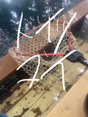 ドイツゴイの釣果