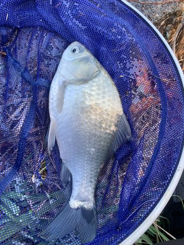 熊谷大沼公園沼