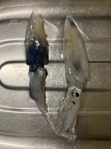 ヒイカの釣果