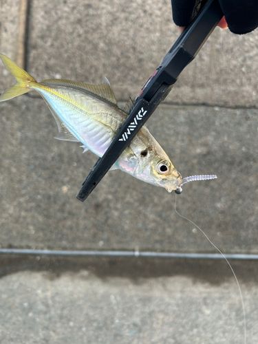 マアジの釣果