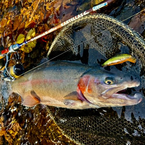 ニジマスの釣果