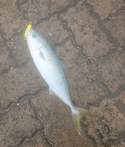 ツバスの釣果