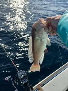 シロアマダイの釣果