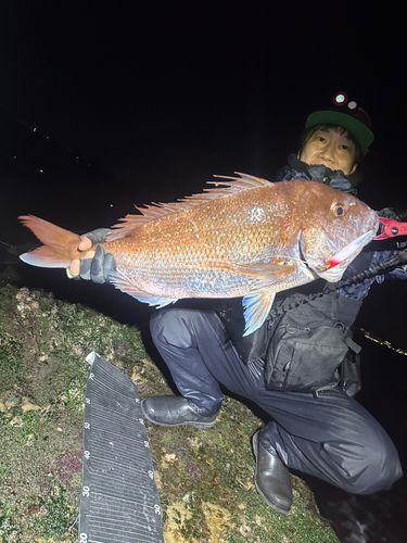 マダイの釣果