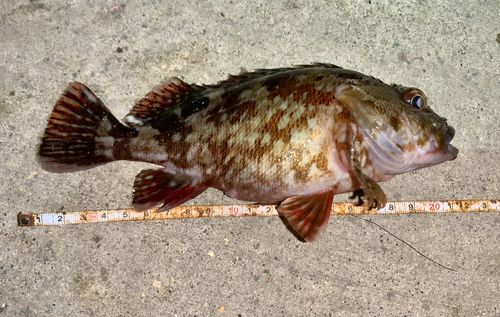 金沢水際線緑地（福浦岸壁）