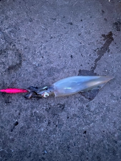 ヤリイカの釣果