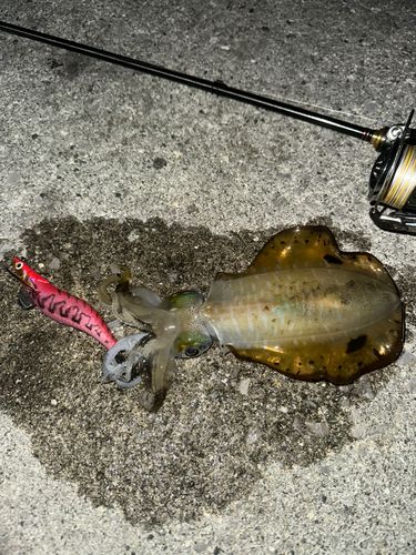 アオリイカの釣果