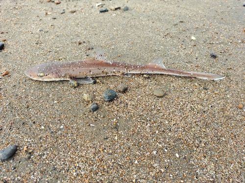 ホシザメの釣果