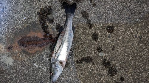 セイゴ（タイリクスズキ）の釣果