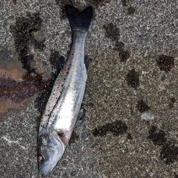 セイゴ（タイリクスズキ）