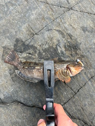 アイナメの釣果