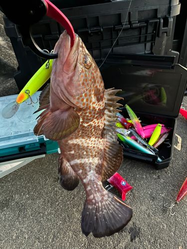 キジハタの釣果