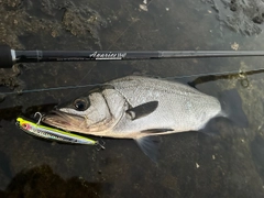 ヒラスズキの釣果