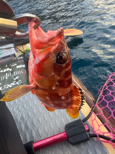 東京湾（富津〜金谷）