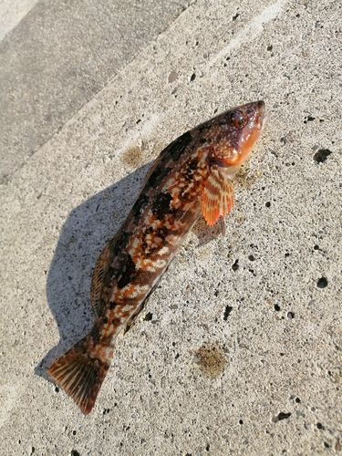 アイナメの釣果