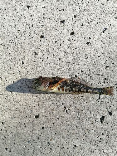 アナハゼの釣果