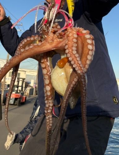 タコの釣果