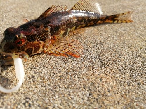 アナハゼの釣果
