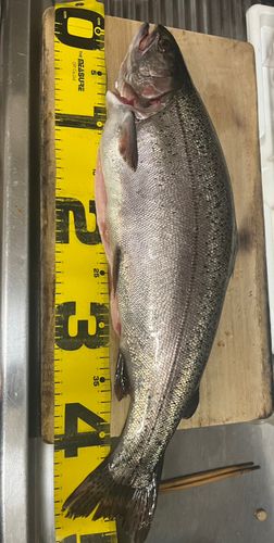 レインボートラウトの釣果