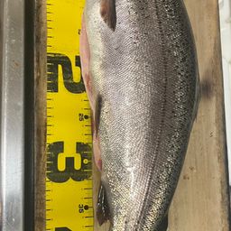 レインボートラウト