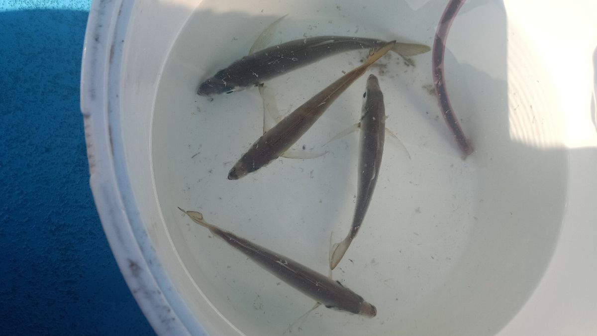 さっちゃん@柴犬さんの釣果 3枚目の画像