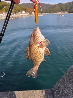 オオモンハタの釣果