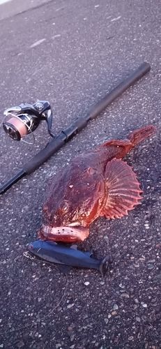 マカジカの釣果