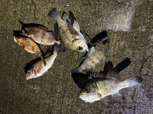 クロメバルの釣果