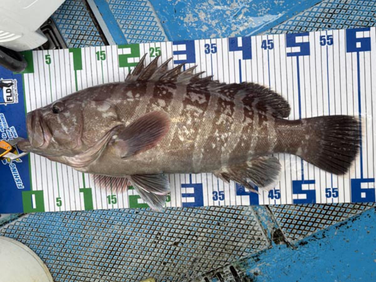 哲遊丸さんの釣果 2枚目の画像