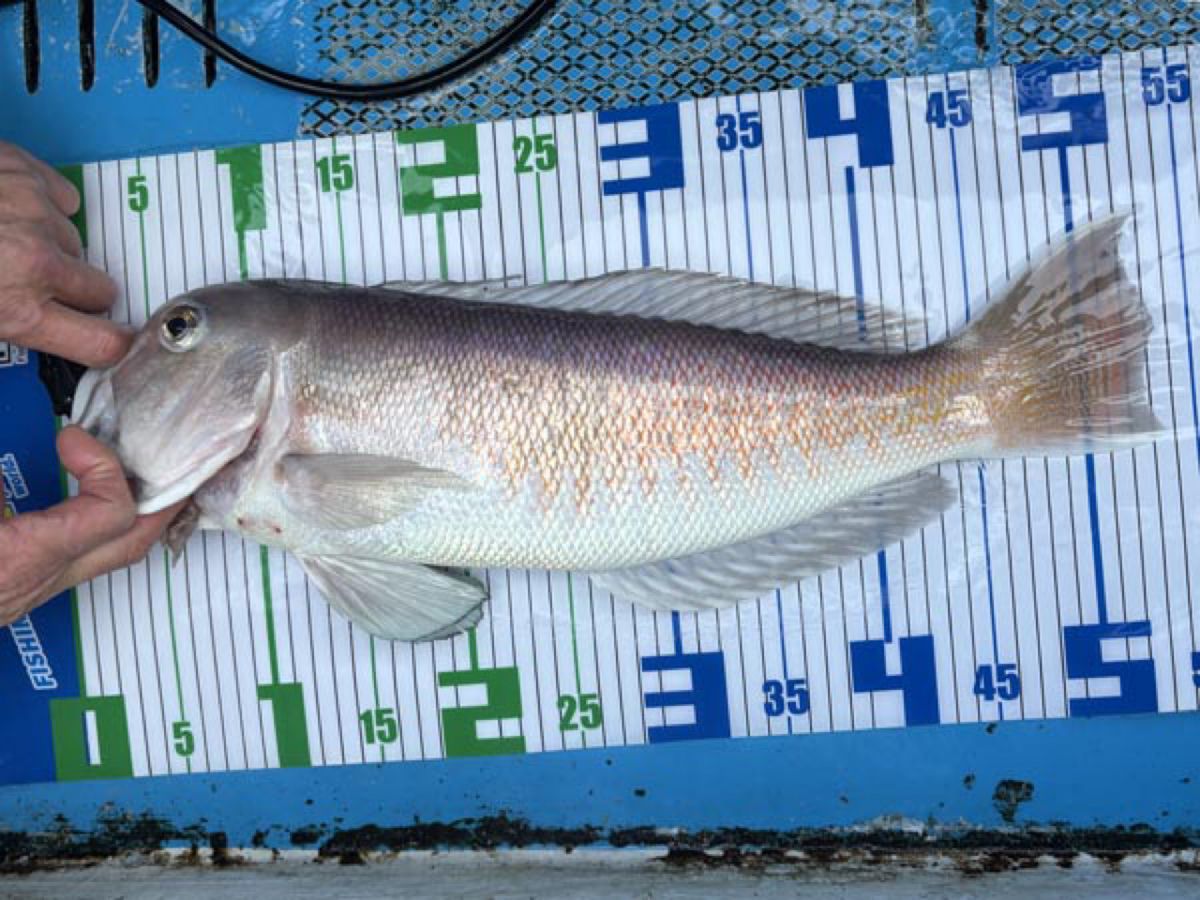 哲遊丸さんの釣果 3枚目の画像