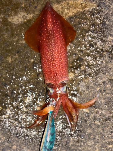 ケンサキイカの釣果
