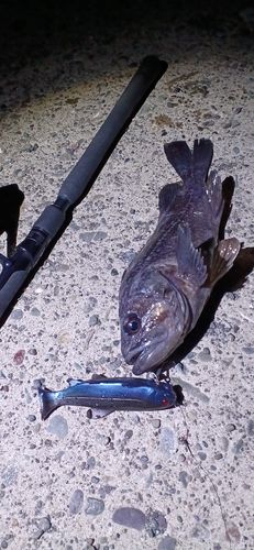 クロソイの釣果