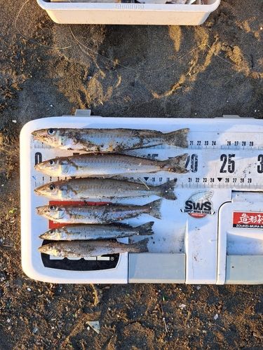 シロギスの釣果